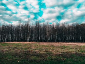 Trees on field against sky