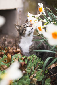 Closeup of house cat in a spring garden smelling daffodils