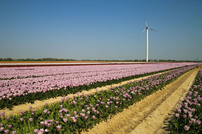 Scenic view of field against clear sky