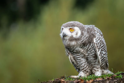 Close-up portrait of  snowy owl perching on a land