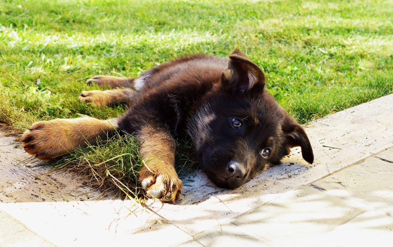 animal themes, pets, mammal, domestic animals, dog, one animal, relaxation, black color, grass, high angle view, lying down, resting, sitting, field, canine, day, no people, outdoors, sleeping, relaxing