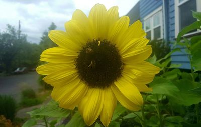 Close-up of yellow flower