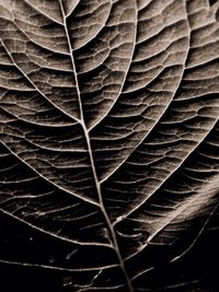 Full frame shot of leaf