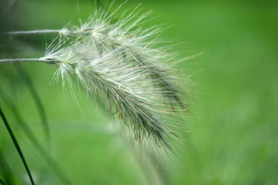 Close-up of dandelion against blurred background