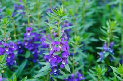 Close-up of purple flowering plants