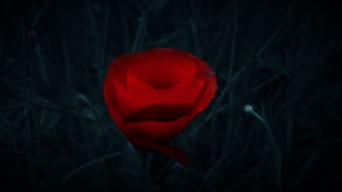 Close-up of red rose in field