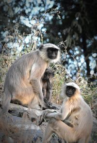 Monkeys sitting on a field