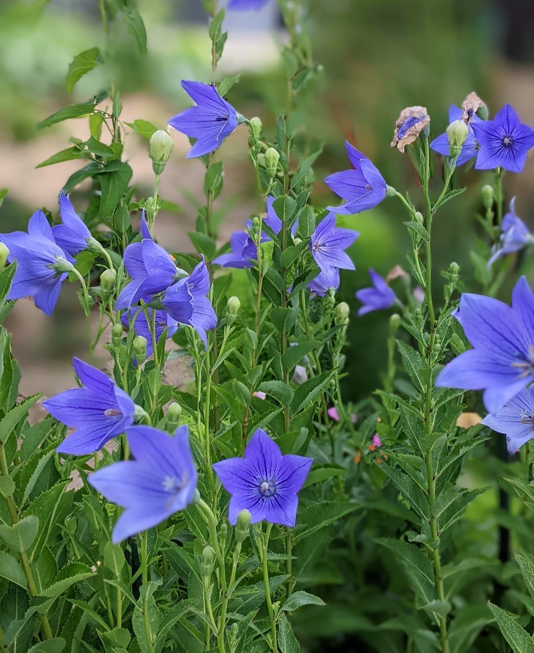 桔梗 Flower Flower Head Botanical Garden Leaf Beauty Nature Reserve Summer Purple