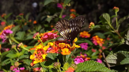 Close-up of butterfly on flowers