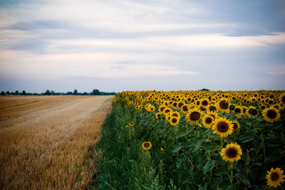 Sunflowers on field against sky