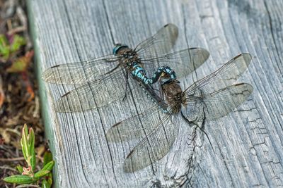 High angle view of dragonfly on wood