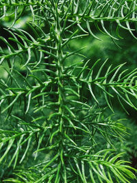 Full frame shot of fresh green leaf