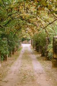 Footpath amidst trees in park during autumn