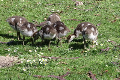 High angle view of ducklings on field