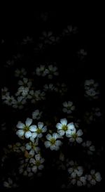 Close-up of white flowers