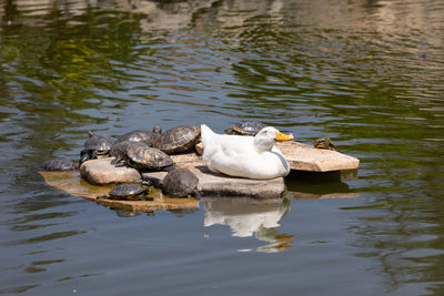 Duck surrounded by painter turtles lounging in the sun