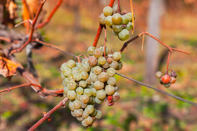 Close-up of grapes growing on tree