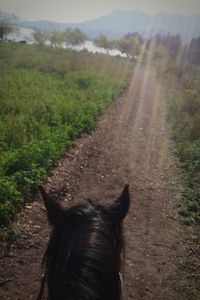Close-up of horse on field against sky