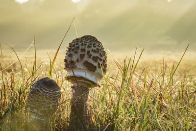 Close-up of an animal on grass