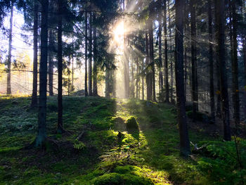 Trees in forest