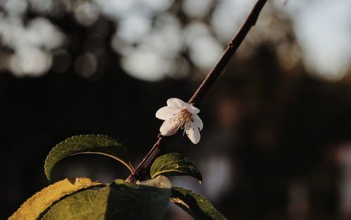 Close-up of wilted plant