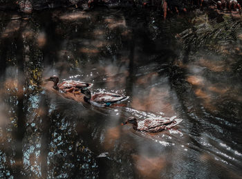 High angle view of birds swimming in lake