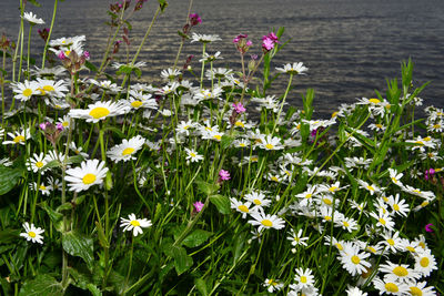 Close-up of white flowering plants