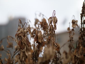 Close-up of dried plant