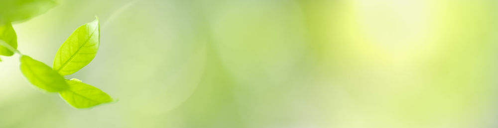 Close-up of fresh green leaves