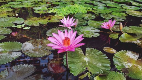 Close-up of pink flowering plant lotus flower in bloom