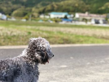 Side view of a dog on road