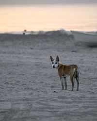 View of dog on beach