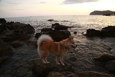 View of a dog on beach