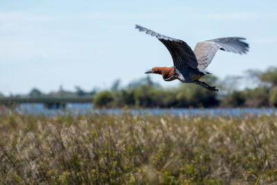 Heron flying over field against sky