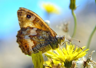 Close-up of butterfly pollinating on flower