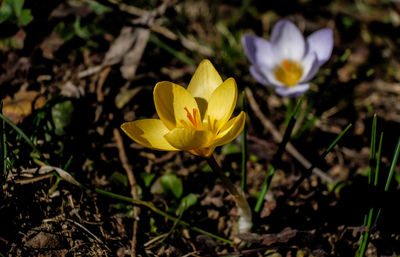 Close-up of yellow crocus flowers on field