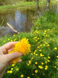 Hand holding yellow flowers