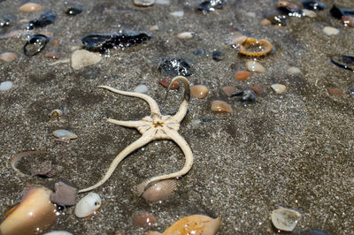 High angle view of crab on sand