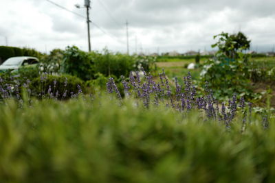 Plants growing on field