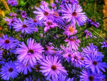 Close-up of purple flowers