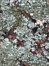 Close-up of lichen on snow covered field