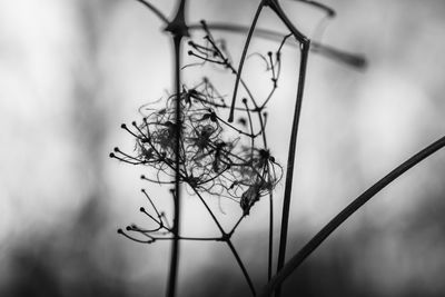 Close-up of wilted plant against sky