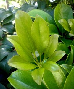 Detail shot of green leaves