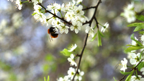 Low angle view of bee on flower tree