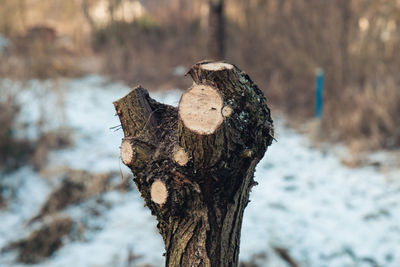 Close-up of dead tree during winter