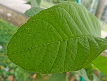 Close-up of green leaves