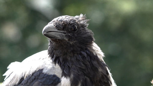 Close-up of eagle against blurred background