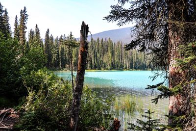 Pine trees by lake in forest against sky