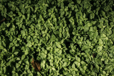 Green foliage background. plants densely grown.