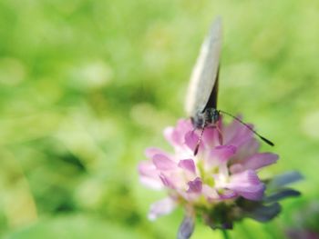 Close-up of insect on purple flower